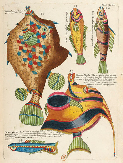 Louis Renard's vibrant illustration of diverse marine species with extraordinary colors and designs