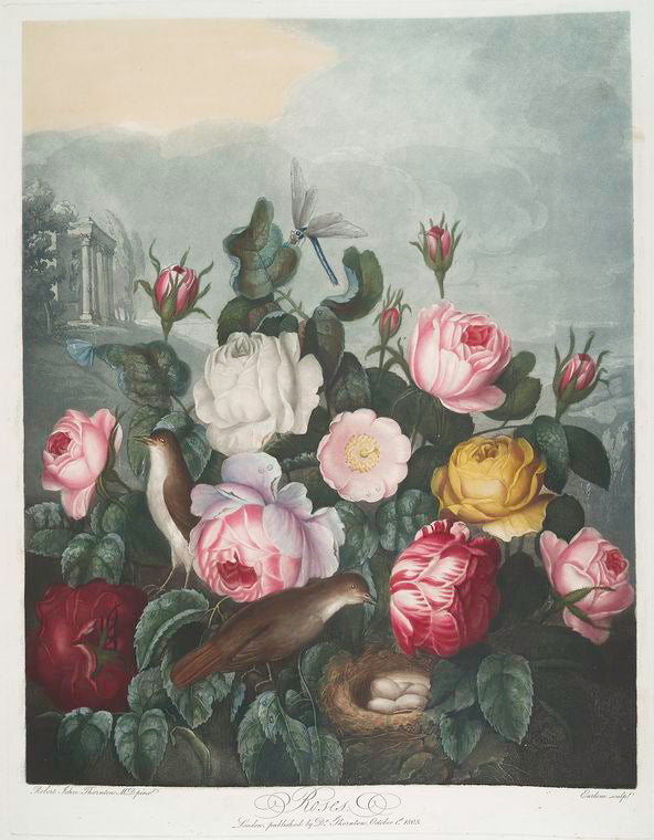 Botanical illustration of roses and birds with a classical building in the background