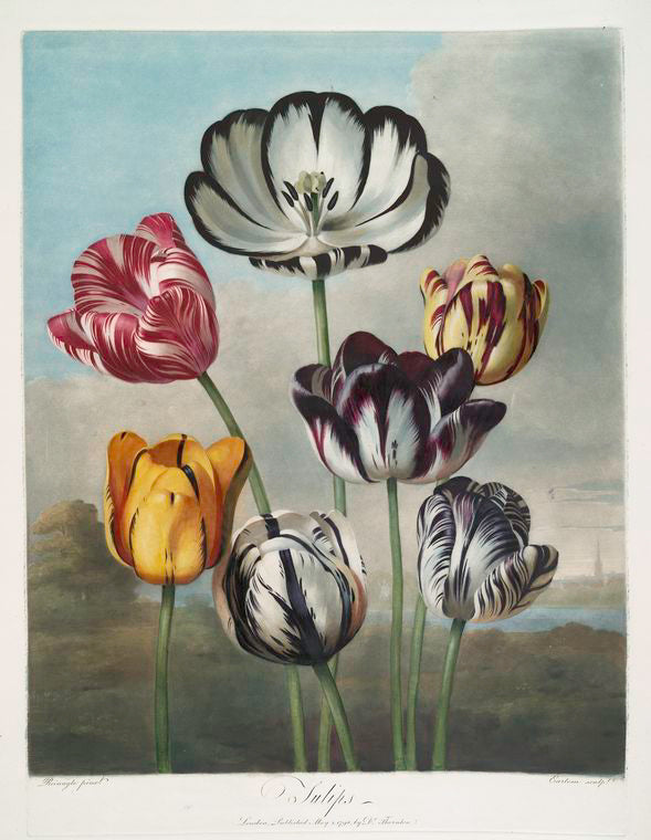 Thornton's 'The Temple of Flora' with detailed tulips against romantic landscapes
